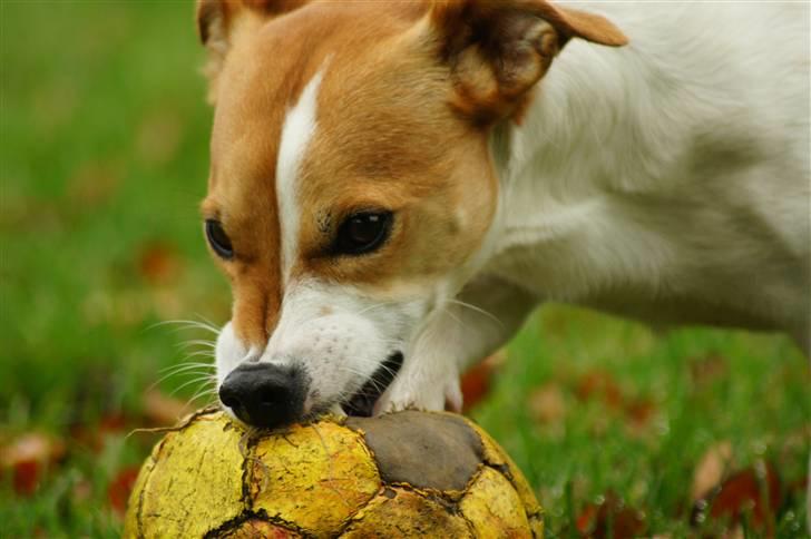 Jack russell terrier Diesel - 2010 billede 4