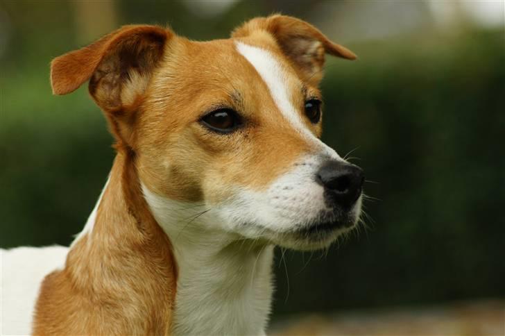 Jack russell terrier Diesel - 2010 billede 5