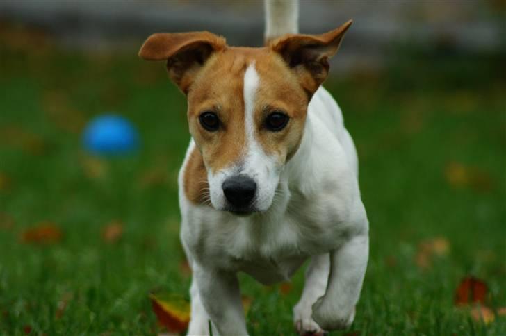 Jack russell terrier Diesel - 2011 billede 6