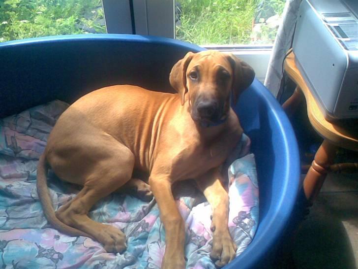 Blanding af racer Abbie billede 7