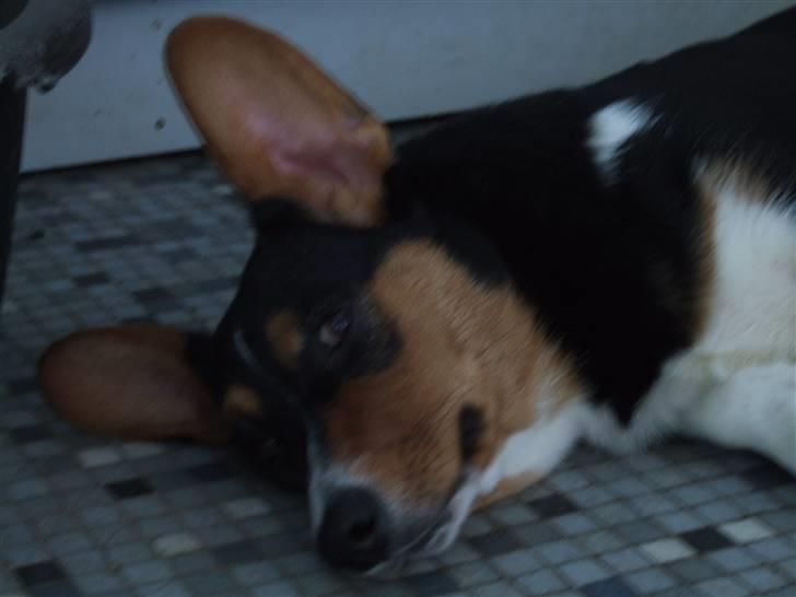 Welsh corgi cardigan vistruphus abigail - den daag jeg blev aflivet :´ ( billede 16