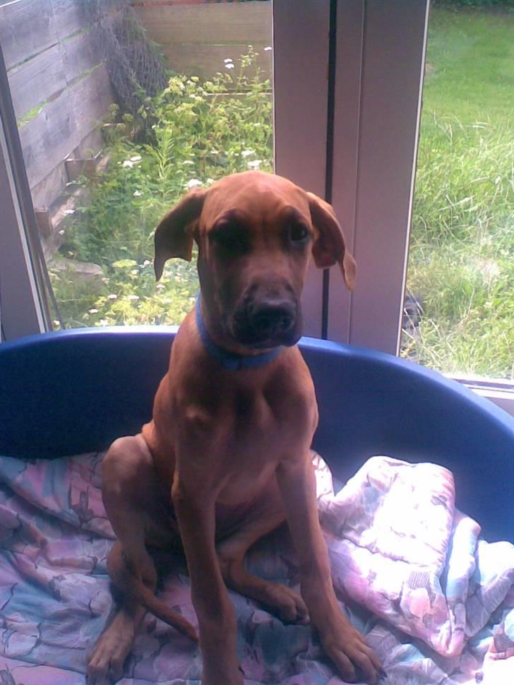 Blanding af racer Abbie billede 8