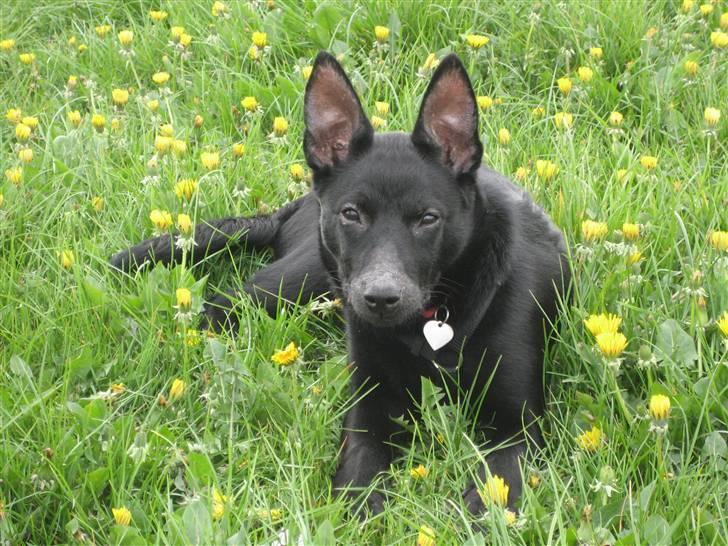 Australsk kelpie Gaia - Første gåtur efter sygdommen billede 8