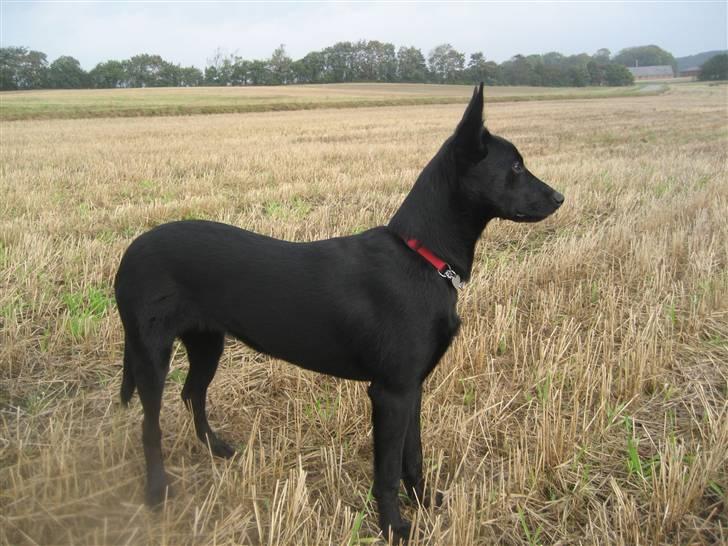 Australsk kelpie Gaia - Se hvor flot jeg er  billede 9