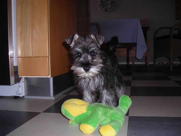 Dvaergschnauzer Sif billede 5