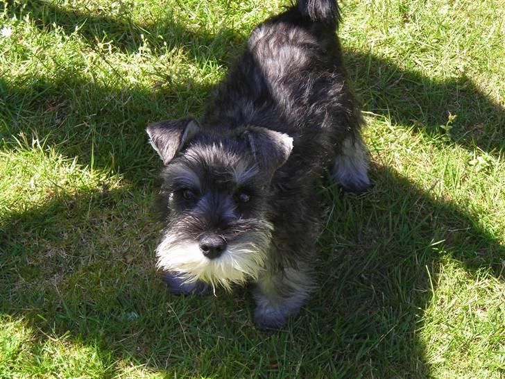 Dvaergschnauzer Sif billede 6