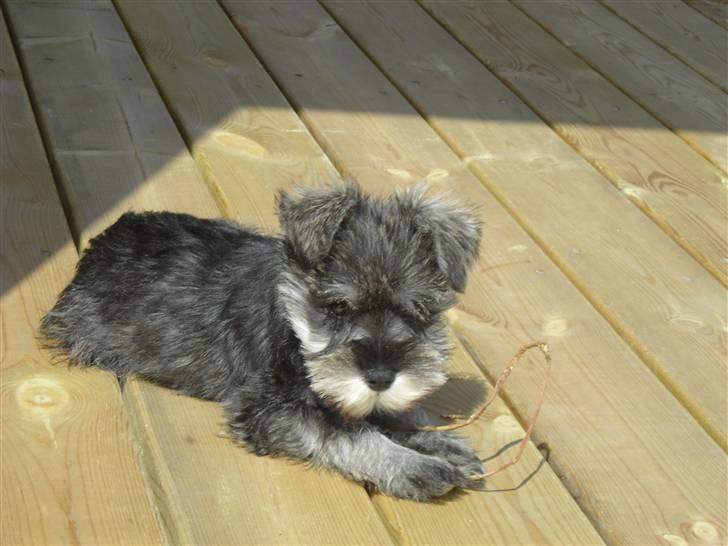 Dvaergschnauzer Sif billede 7