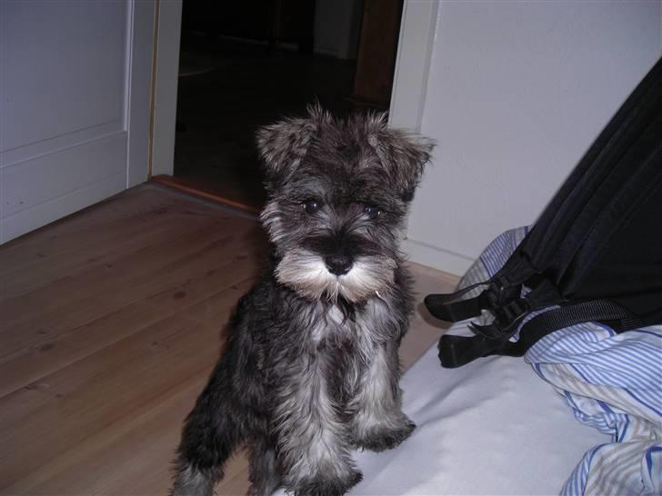 Dvaergschnauzer Sif billede 8