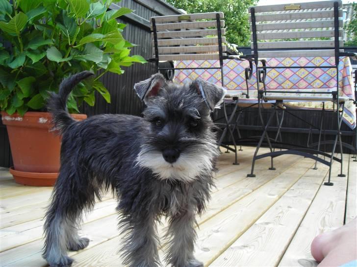 Dvaergschnauzer Sif billede 9