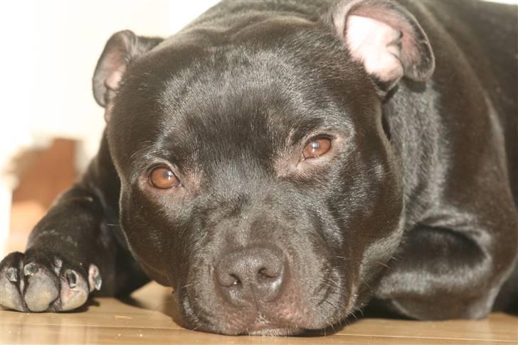 Staffordshire bull terrier Niels billede 1