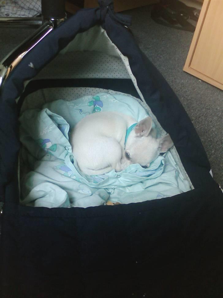 Chihuahua Amy*Savner dig* billede 1