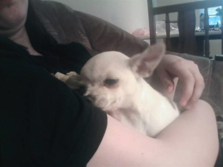 Chihuahua Amy*Savner dig* billede 2