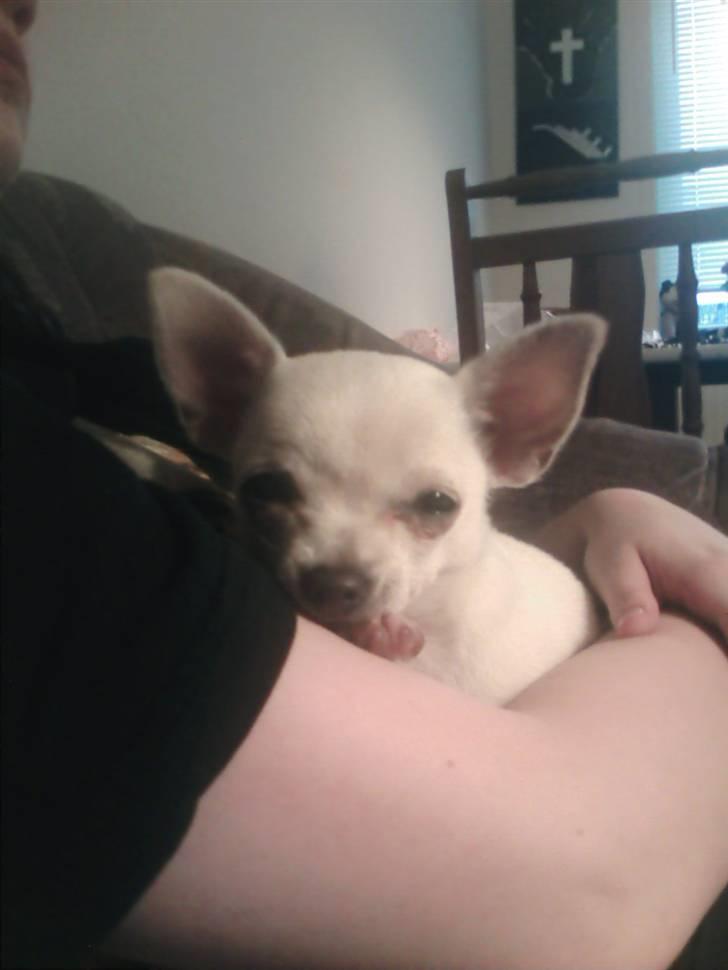 Chihuahua Amy*Savner dig* billede 3