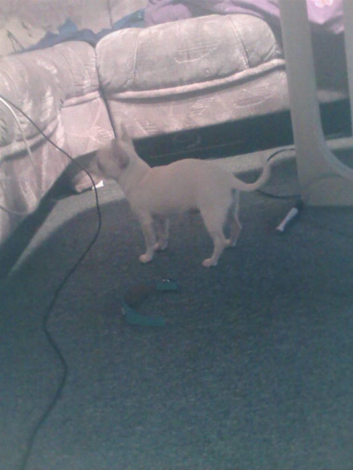 Chihuahua Amy*Savner dig* billede 4