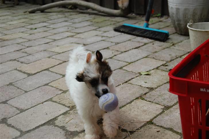 Chinese crested powder puff Sarie billede 11