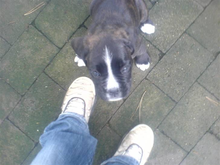 Boxer CHILLI - Min chilli :D 7 uger  billede 1