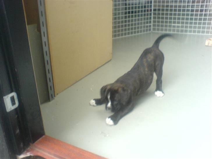 Boxer CHILLI - Gør sig klar til ats hoppe :D billede 2