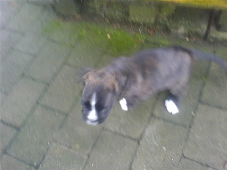 Boxer CHILLI billede 3