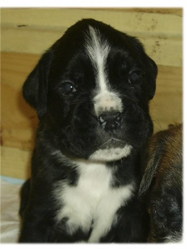 Boxer CHILLI billede 4