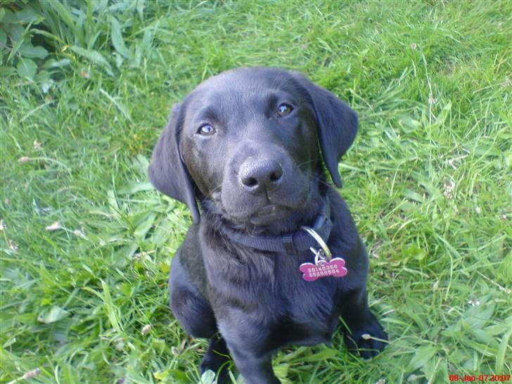 Labrador retriever Kinky - Kinky 2½mdr billede 8