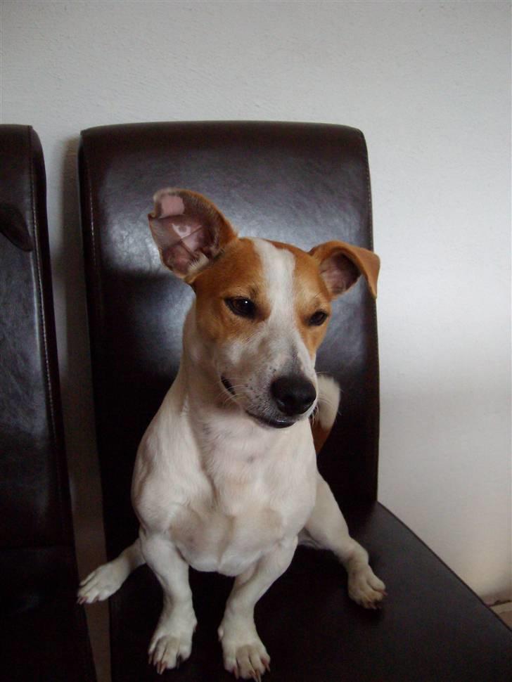Jack russell terrier Cult billede 1