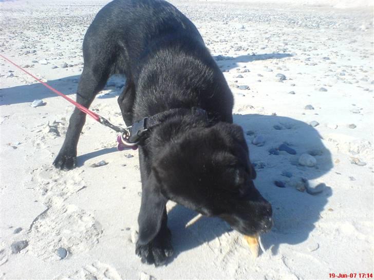 Labrador retriever Kinky - Kinky ca. 3mdr... billede 10