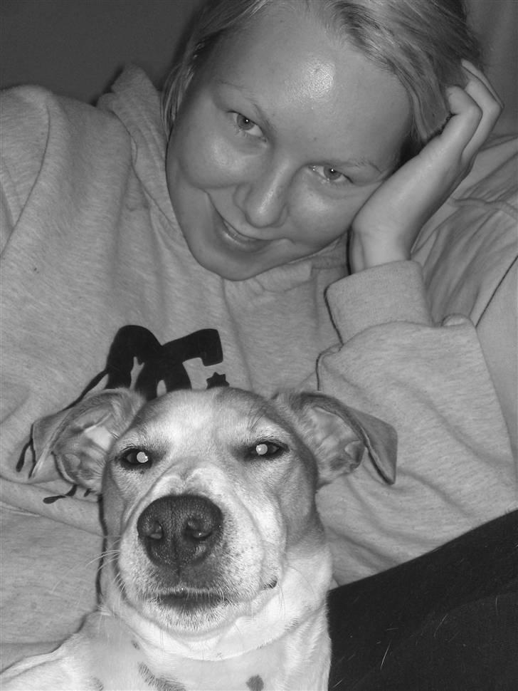 Jack russell terrier Cult billede 2