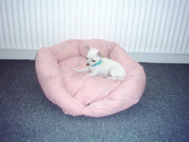 Chihuahua Amy*Savner dig* billede 5