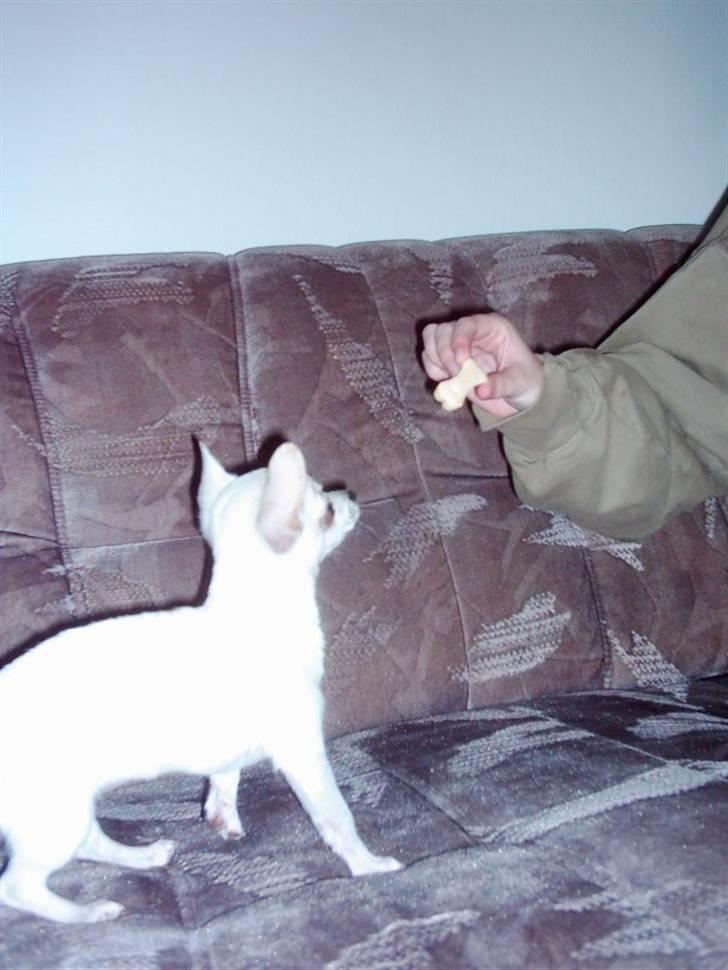 Chihuahua Amy*Savner dig* billede 6