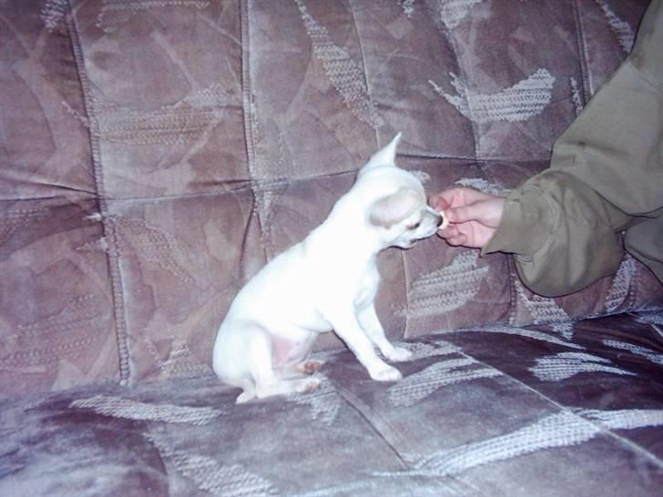 Chihuahua Amy*Savner dig* billede 7