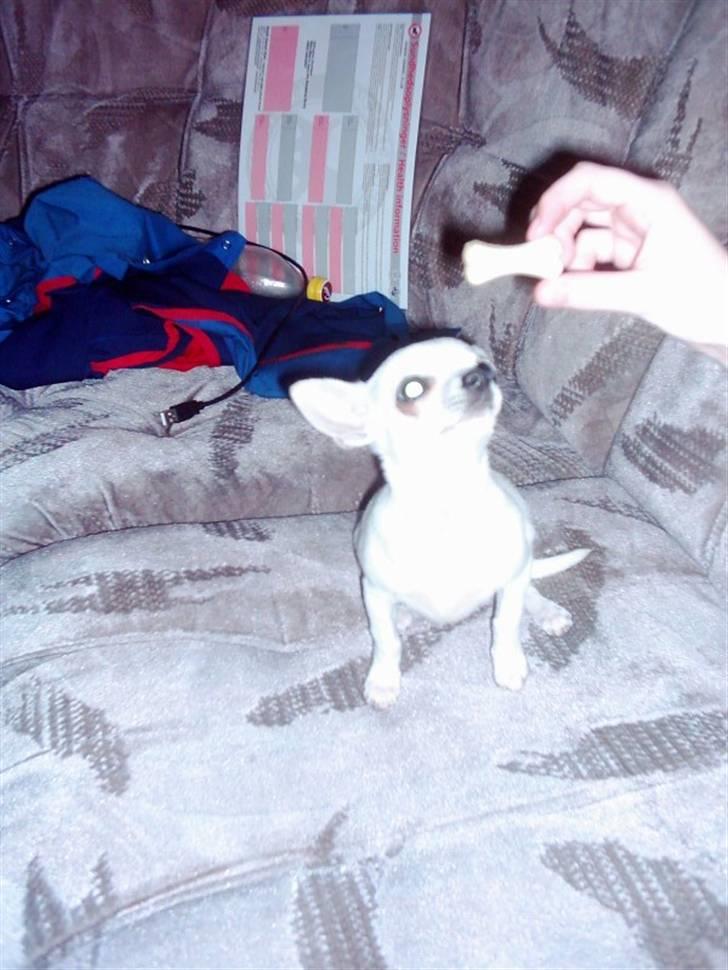 Chihuahua Amy*Savner dig* billede 8