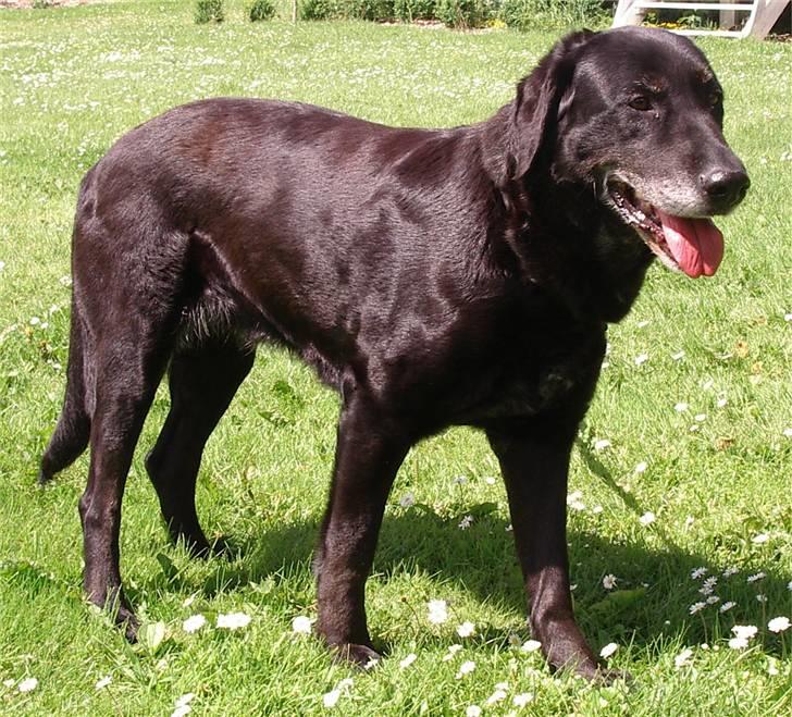 Labrador retriever Lego billede 16