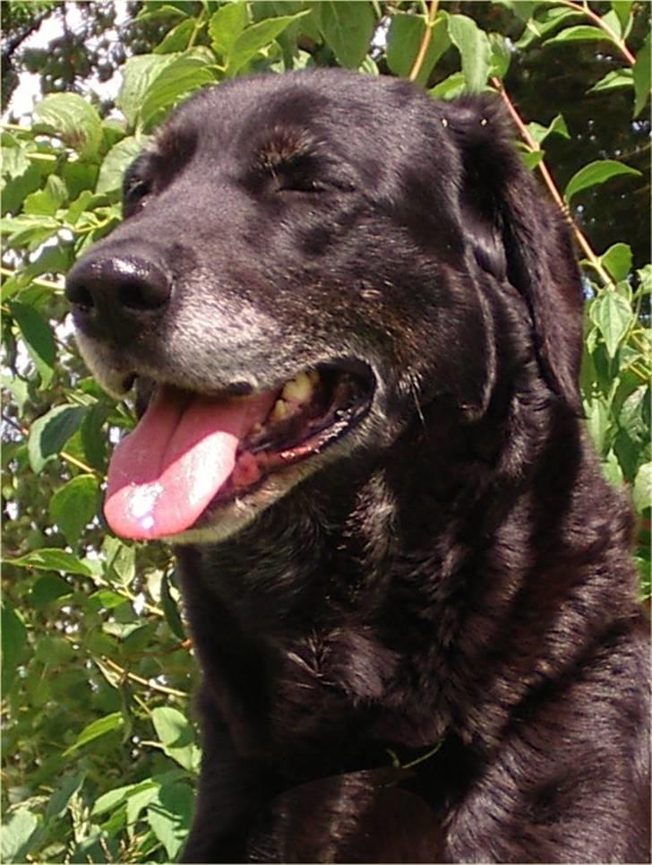 Labrador retriever Lego billede 17