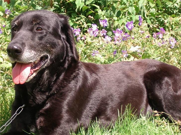 Labrador retriever Lego - Ahhhh... Det er nu dejligt at slappe af... billede 18