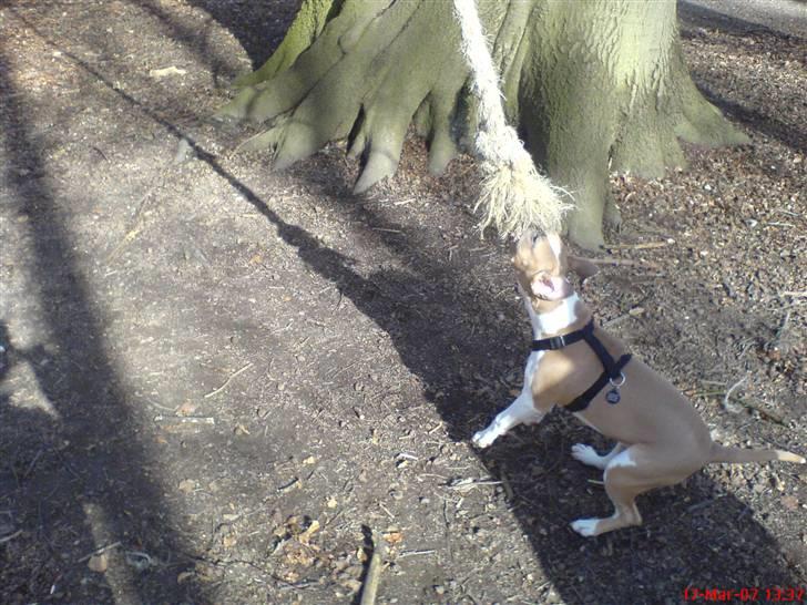 Amerikansk staffordshire terrier Freja - Leger med reb(5½ måned) billede 10