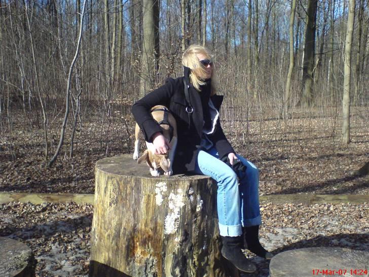 Amerikansk staffordshire terrier Freja - Står lige hos mor(5½ måned) billede 11