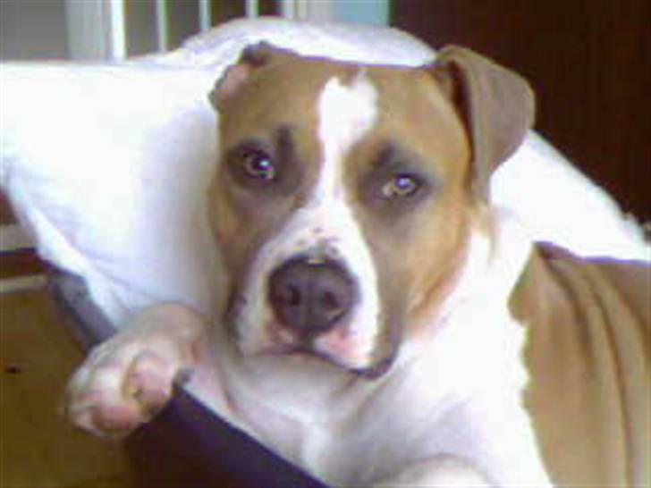 Amerikansk staffordshire terrier Freja - sover i solen(7 måneder) billede 12