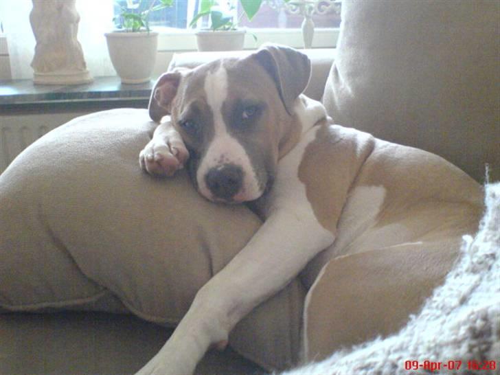 Amerikansk staffordshire terrier Freja - Putter i sofaen(7 måneder) billede 13