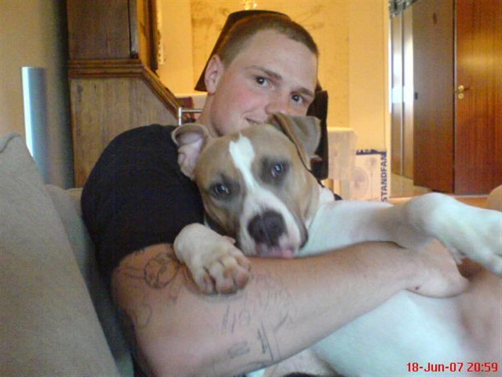Amerikansk staffordshire terrier Freja - Hos far(9 måneder) billede 14