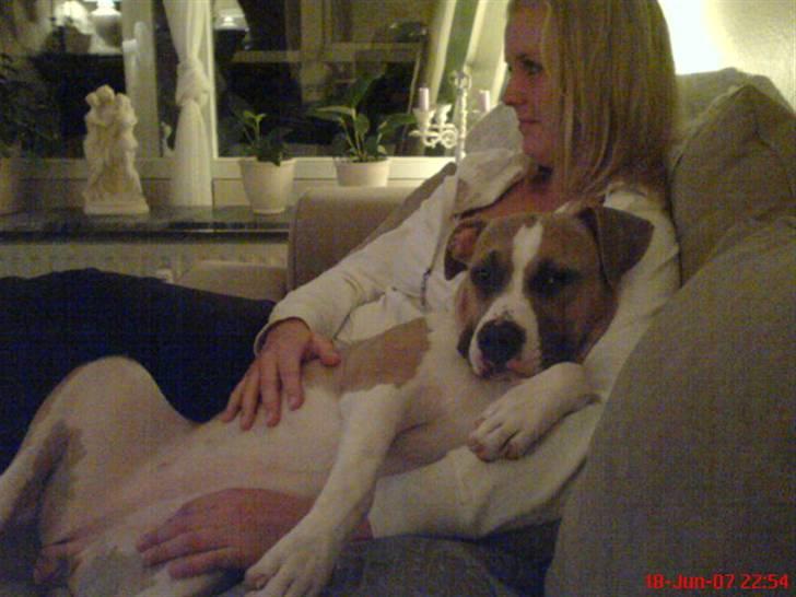 Amerikansk staffordshire terrier Freja - Hos mor(9 måneder) billede 15