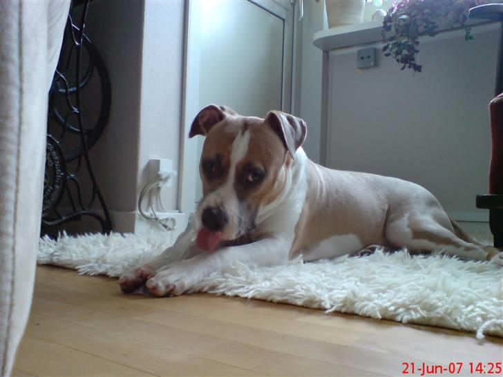 Amerikansk staffordshire terrier Freja - Vasker lige mine potter(9 måneder) billede 16