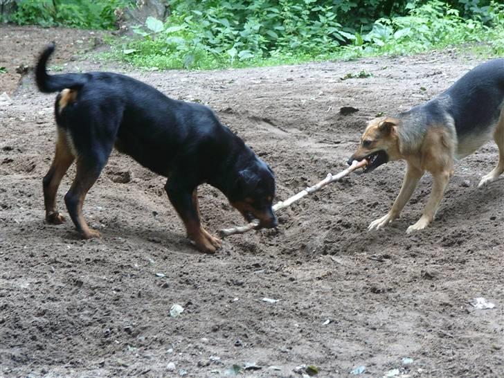 Rottweiler Laica *EFTERLYST* - Det er altså min pind!!! billede 4