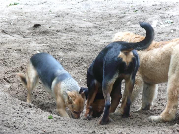 Rottweiler Laica *EFTERLYST* - Hvad har du fundet? billede 5