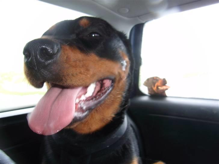 Rottweiler Laica *EFTERLYST* - Se de har sat et lille billede af mig bag i bilen... billede 6