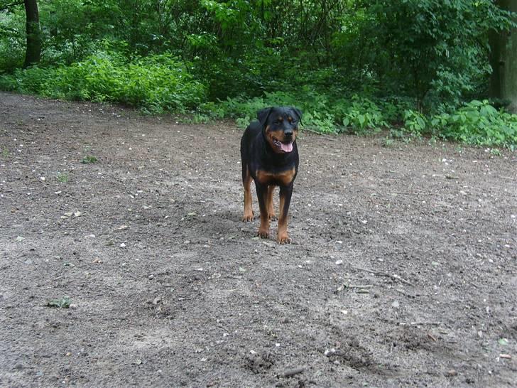 Rottweiler Laica *EFTERLYST* - Laica nyder hundeskoven i Næstved. billede 7