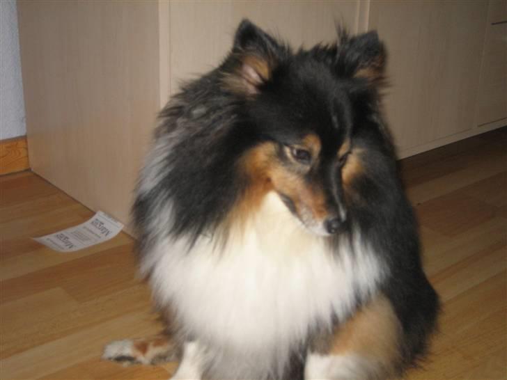 Shetland sheepdog Frida *død* billede 10
