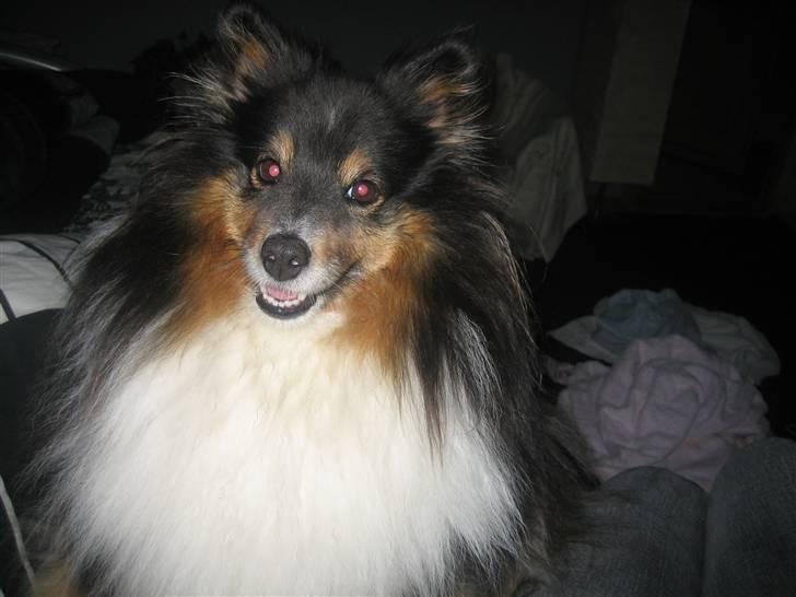 Shetland sheepdog Frida *død* billede 11