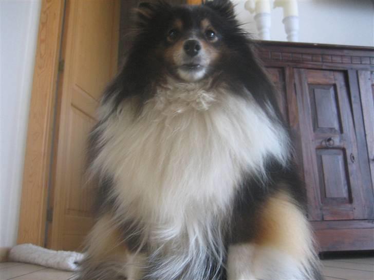 Shetland sheepdog Frida *død* billede 12
