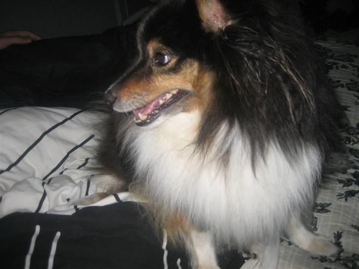 Shetland sheepdog Frida *død* billede 13