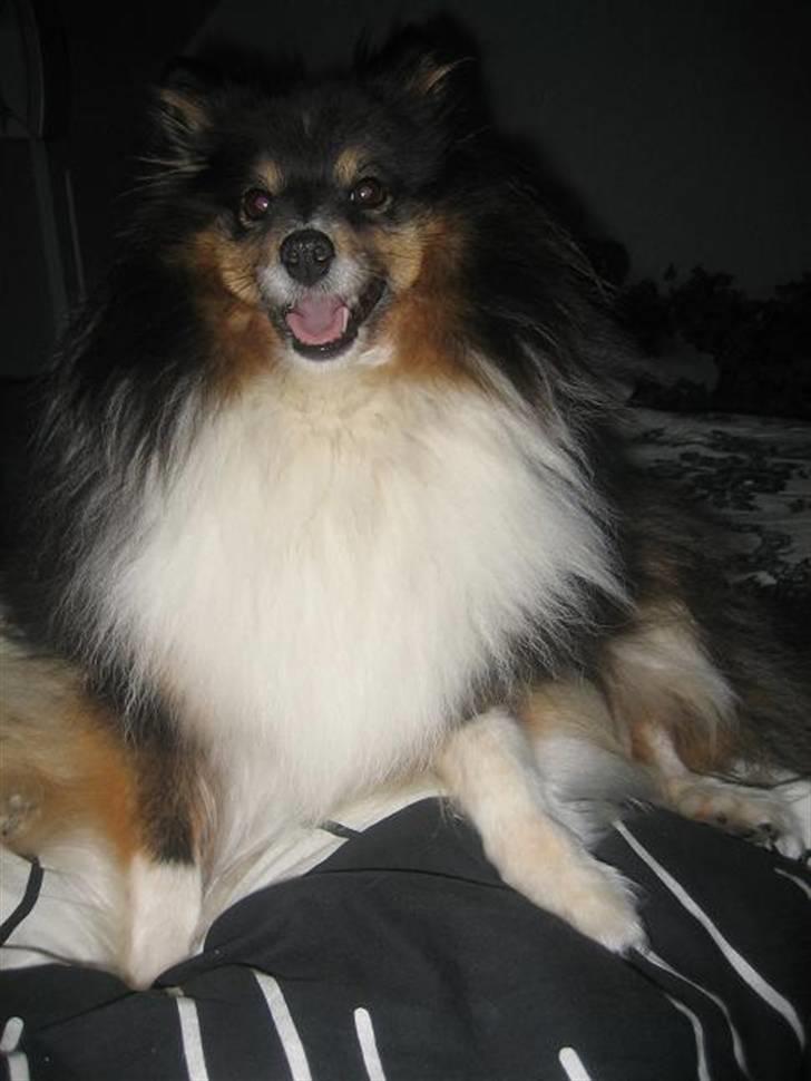 Shetland sheepdog Frida *død* billede 14